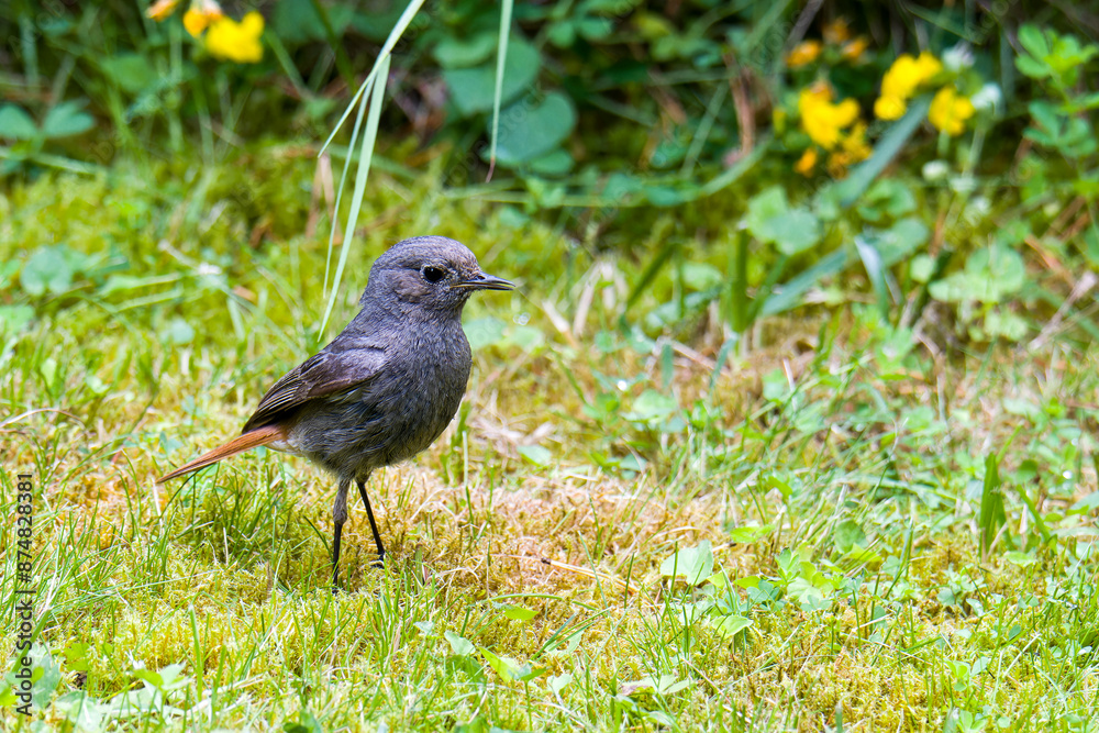 Weiblicher Hausrotschwanz (Phoenicurus ochruros) bei der Futtersuche