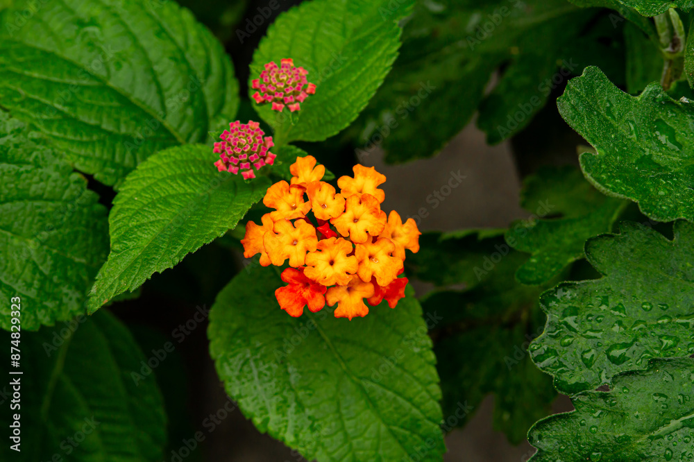 Lantana is a small but colorful and beautiful flower.
Lantana is a small but colorful and beautiful flower.
