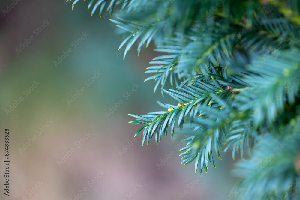 Beautiful yew tree branches with dark green leaves. Common yew bush hedge in the park.