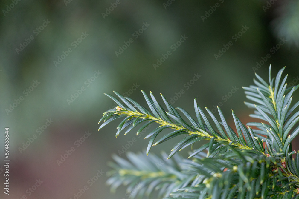 Beautiful yew tree branches with dark green leaves. Common yew bush hedge in the park. Beautiful yew tree branches with dark green leaves. Common yew bush hedge in the park.