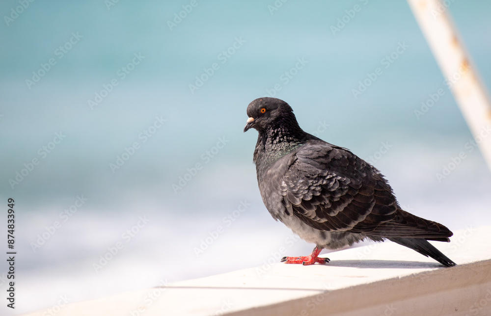 Wild pigeon close-up on the city streets. Wild pigeon close-up on the city streets.
