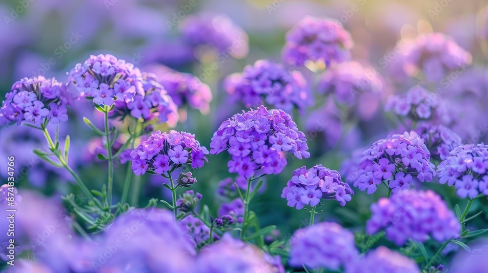 Beautiful Purple Verbena Flower Beds In Full Bloom In The Morning Light Beautiful Purple Verbena Flower Beds In Full Bloom In The Morning Light