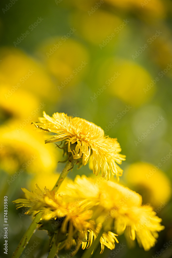 Beautiful yellow dandelions blooming in the sunny spring meadow. Natural springtime scenery of Latvia, Northern Europe. Beautiful yellow dandelions blooming in the sunny spring meadow. Natural springtime scenery of Latvia, Northern Europe.