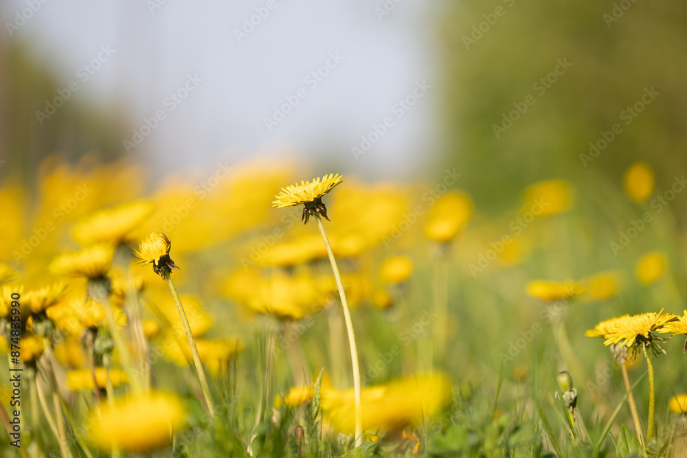 Fototapeta premium Beautiful yellow dandelions blooming in the sunny spring meadow. Natural springtime scenery of Latvia, Northern Europe.