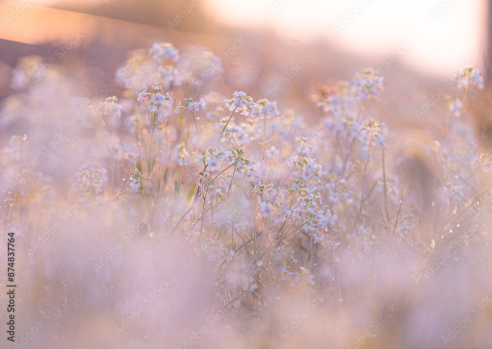 Beautiful, white, delicate flowers blooming during springtime. Natural scenery of Latvia, Northern Europe. Beautiful, white, delicate flowers blooming during springtime. Natural scenery of Latvia, Northern Europe.