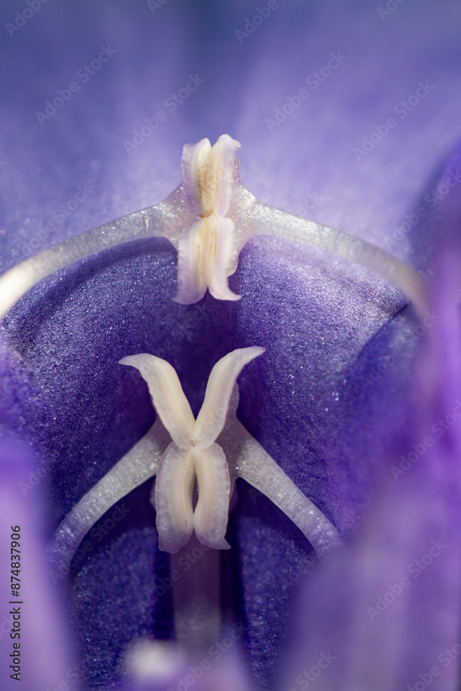 Stamen of wishboneflower (Torenia hybrid)