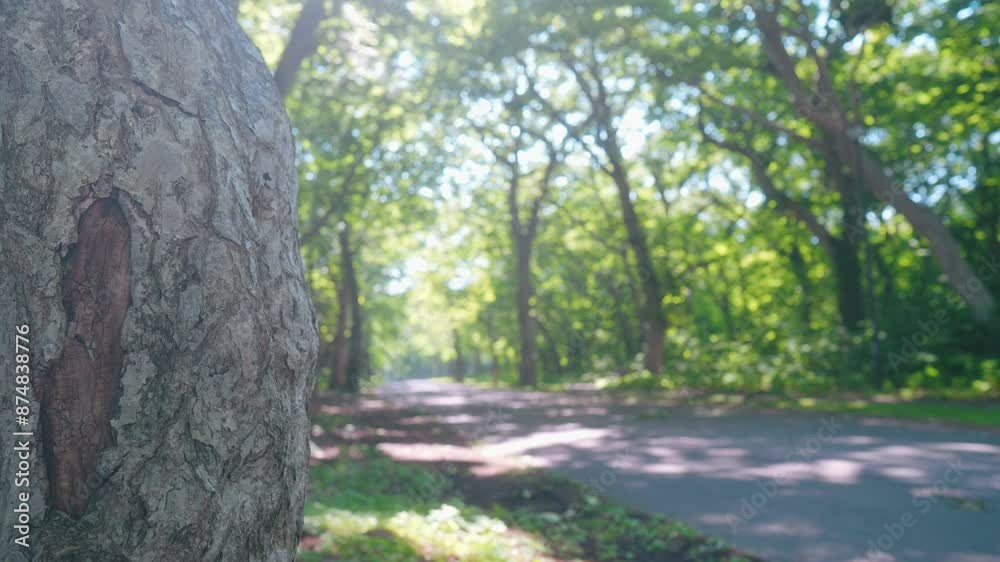 光が降り注ぐ森林 散歩道 日本 北海道 Sunlit forest walkway, Hokkaido, Japan 光が降り注ぐ森林 散歩道 日本 北海道 Sunlit forest walkway, Hokkaido, Japan