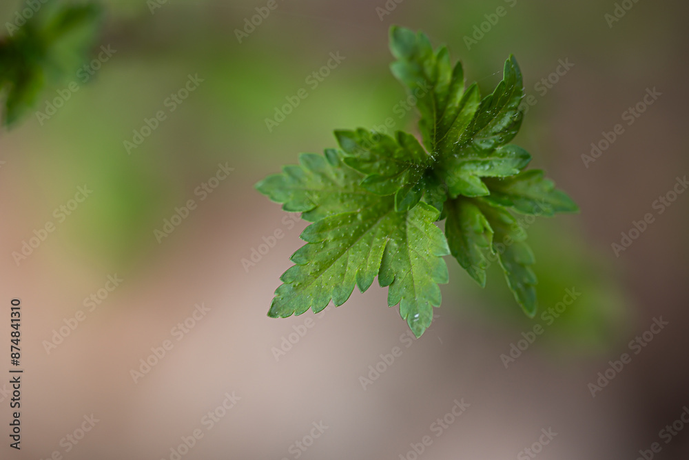Beautiful fresh spring leaves growing on branches. Natural springtime scenery of Latvia, Northern Europe. Beautiful fresh spring leaves growing on branches. Natural springtime scenery of Latvia, Northern Europe.