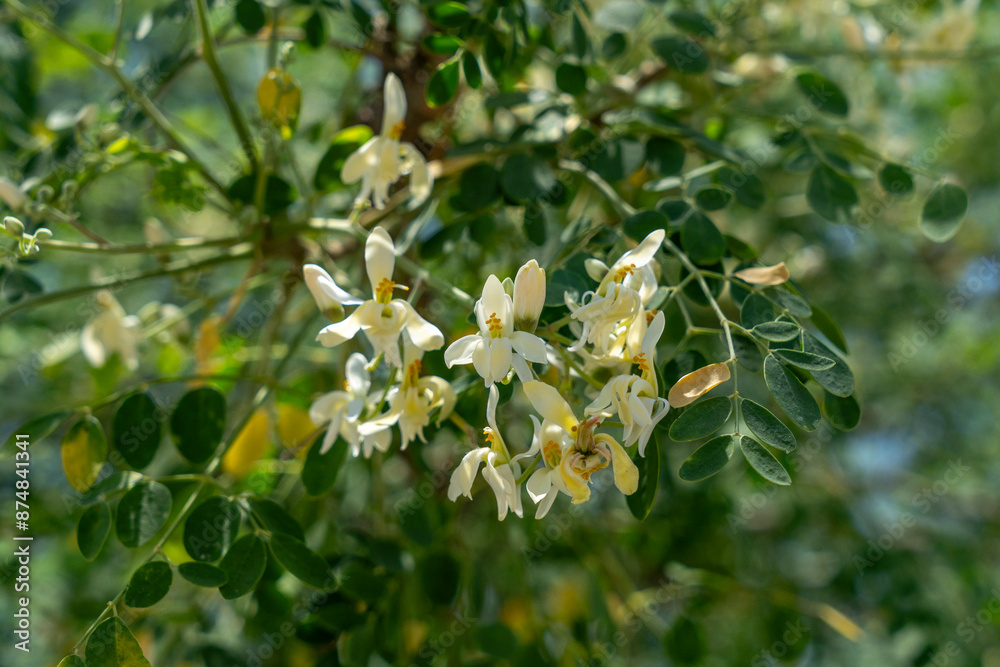 Moringa tree whose various parts are used to make medicines and healthy nutritional supplements Moringa tree whose various parts are used to make medicines and healthy nutritional supplements