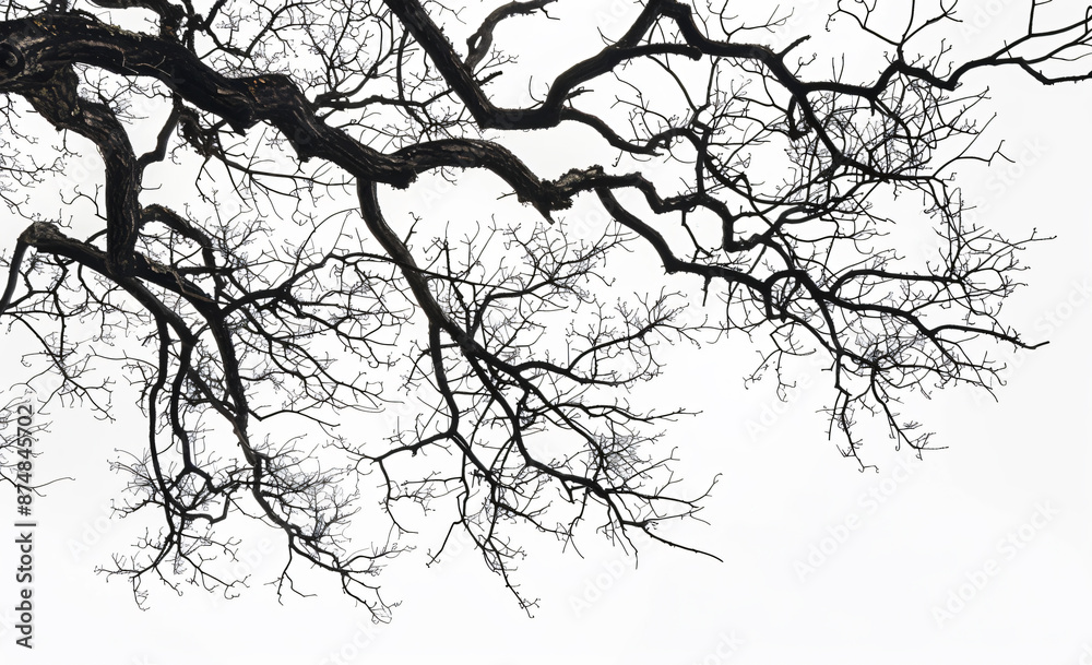 Fototapeta premium Black tree branches silhouetted on a white background, in a flat lay. Isolated dead wood and leafless foliage provide a natural background or decoration concept