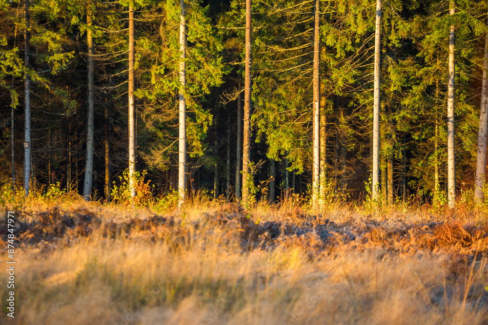 Fototapeta premium Beautiful sunny autumn day in the woodlands of Latvia. Trees with colorful leaves.