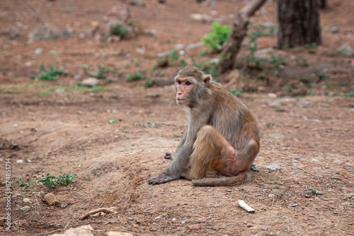 Alone monkey sitting on ground