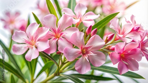 Delicate pink oleander blooms with intricate details and soft petals shining brightly against a crisp, clean white background isolation.