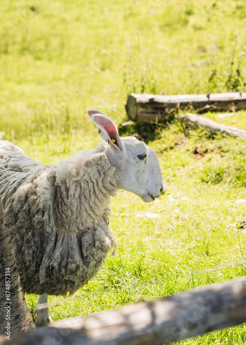 Sheep in the Italian Alps on a Summer day  photo