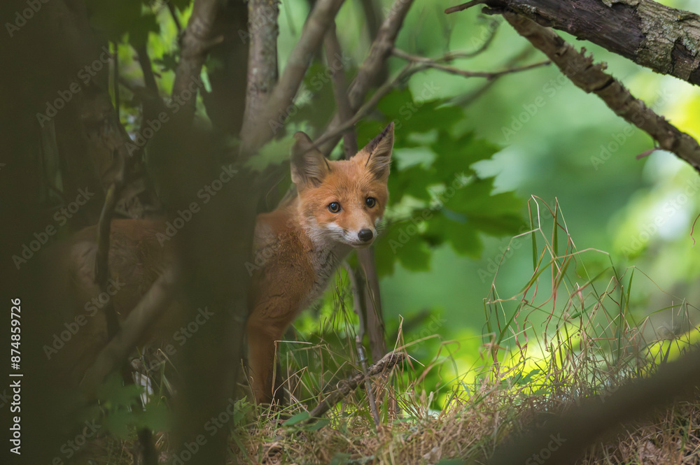 Ein junger Rotfuchswelpe im Wald