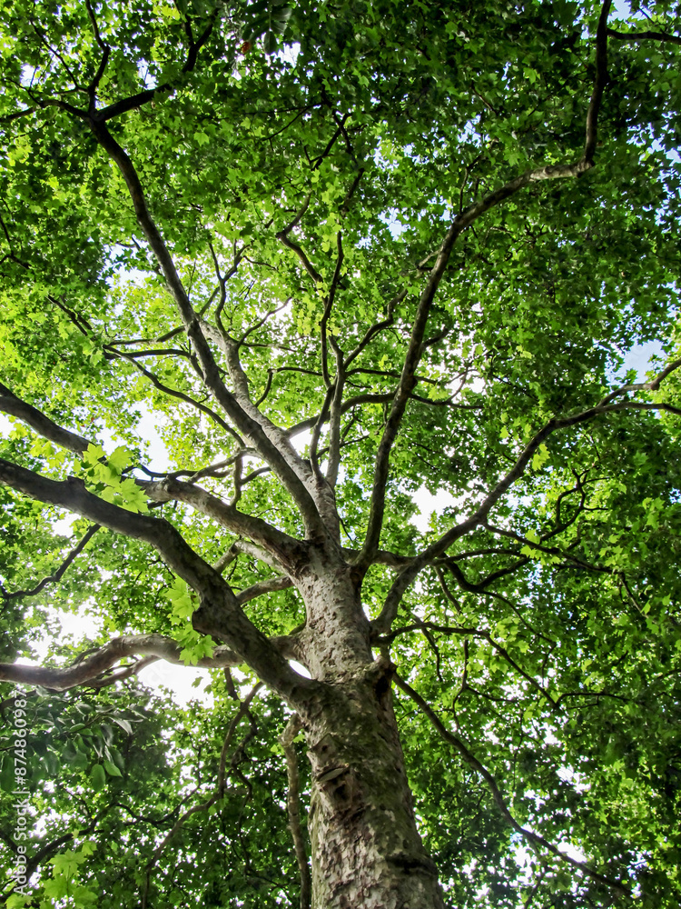 Looking up into the lush green canopy of a large Sycamore tree in Southern England. Looking up into the lush green canopy of a large Sycamore tree in Southern England.