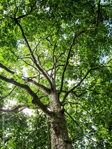 Obraz na plátně Looking up into the lush green canopy of a large Sycamore tree in Southern England