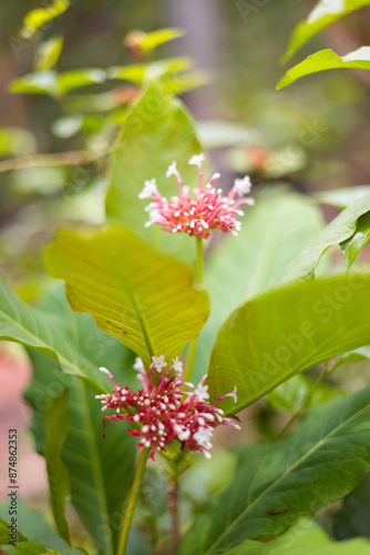 vertical image of Clerodendrum quadriloculare flowers, (Clerodendrum quadriloculare, bronze-leaved, fireworks flowers, Quezonia, shooting star or starburst bush) photo