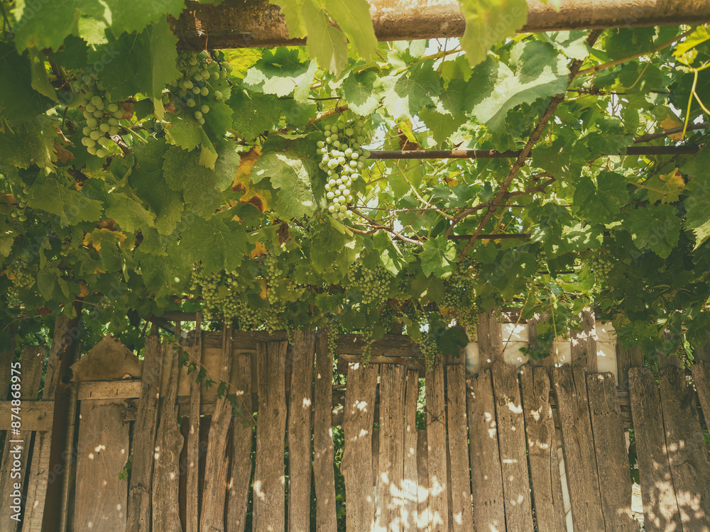 Obraz premium Old abandoned vineyard in the village