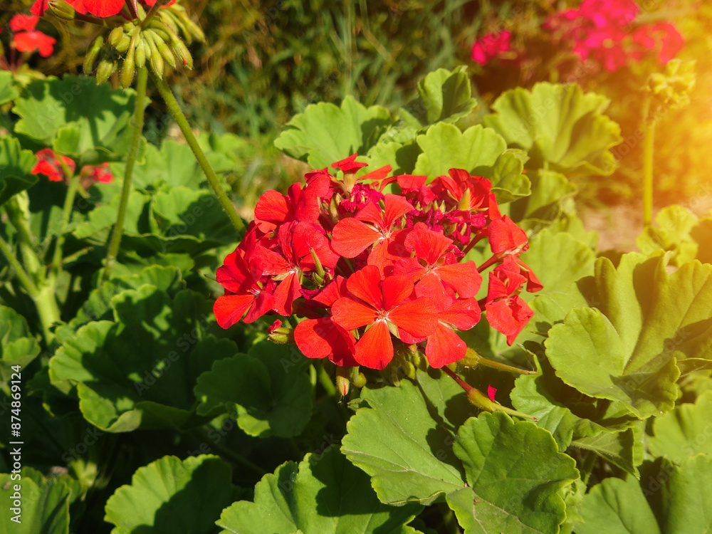 Fototapeta premium Red geranium flower close up