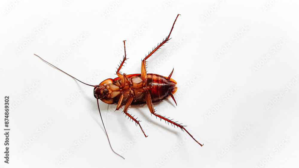 Cockroach pose isolated on white background. Close up of dead cockroach image. Cockroach pose isolated on white background. Close up of dead cockroach image.