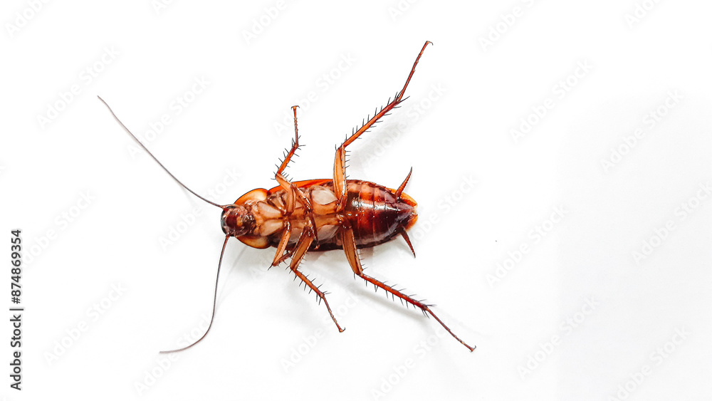 Cockroach pose isolated on white background. Close up of dead cockroach image. Cockroach pose isolated on white background. Close up of dead cockroach image.