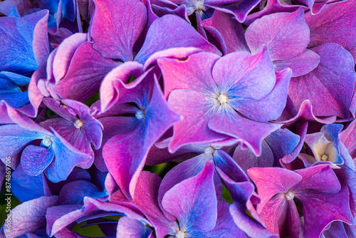 A vibrant close-up of hydrangea flowers photo