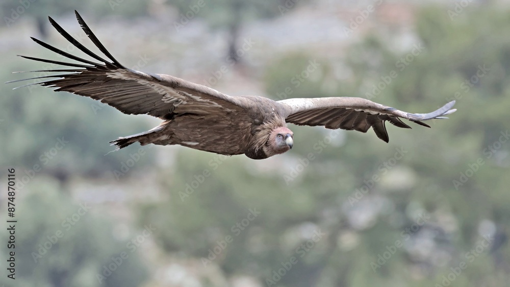 Obraz premium Griffon Vulture - Gyps fulvus, Crete
