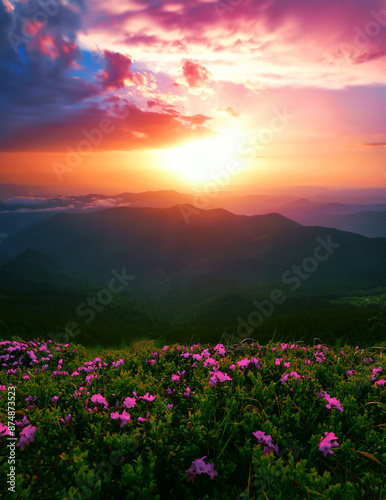  blooming pink rhododendrons flowers, amazing panoramic nature scenery, Carpathian mountains, border Ukraine and Romania, Europe 