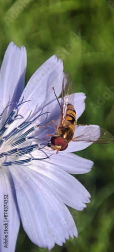fly on a flower