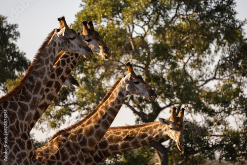 Photography a tower of giraffes together