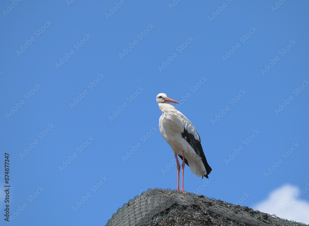 Stork Colony in Village of Bergenhusen,Schleswig-Holstein,Germany Stork Colony in Village of Bergenhusen,Schleswig-Holstein,Germany