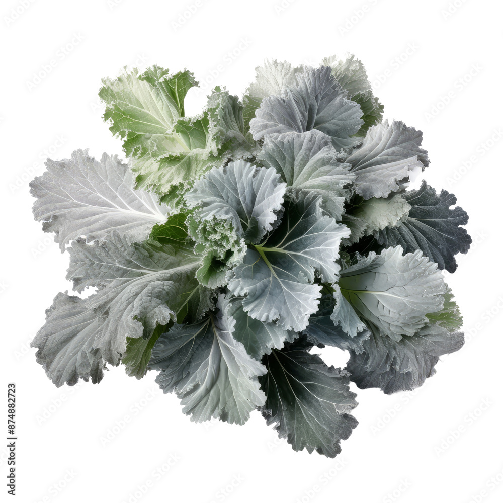 Cabbage isolate on transparent png.
Cabbage isolate on transparent png.