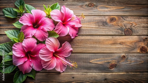 Pink hibiscus flowers blooming beautifully on a wooden background , pink, flowers, wooden, rose, nature, plant, garden, blossom, bloom