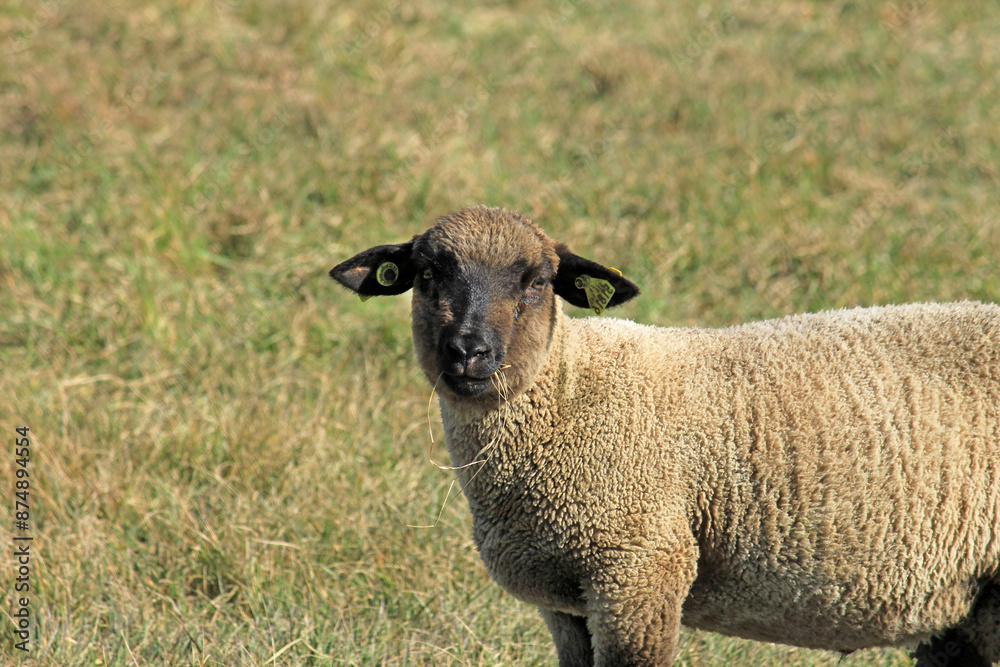 jeune mouton et sa brindille dans le museau jeune mouton et sa brindille dans le museau