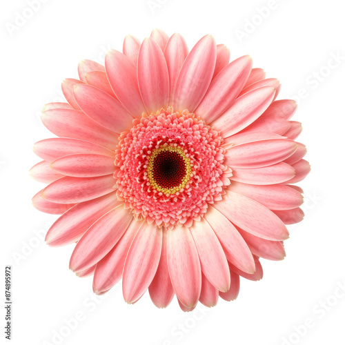 Pink gerbera flower isolate on transparent png. 