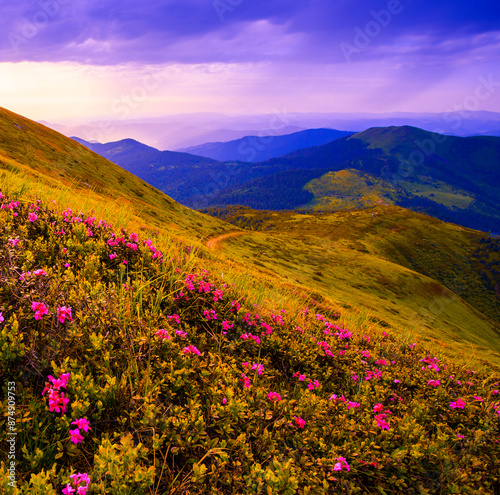 awesome summer blooming pink rhododendrons flowers on background mountains, floral summer landscape, Europe, border Romania and Ukraine, Marmarosy range, Europe