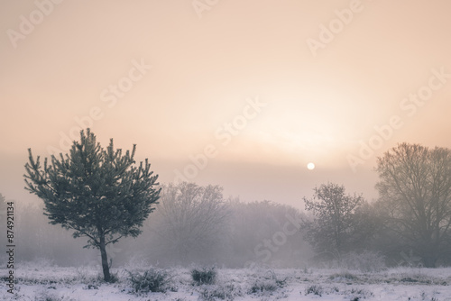 Lonely pine tree in winter colors, standing on a snowy meadow at early morning sunlight