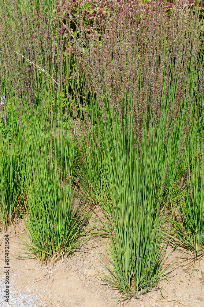 Fototapeta premium Pfeifengras (Moninia caerulea 'Moorhexe')