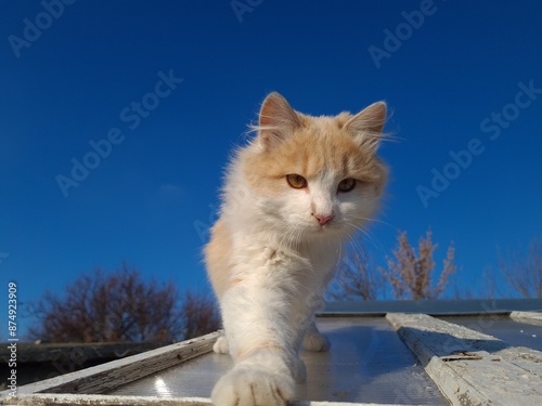 Majestic Feline: Cat Against a Clear Blue Sky
 photo