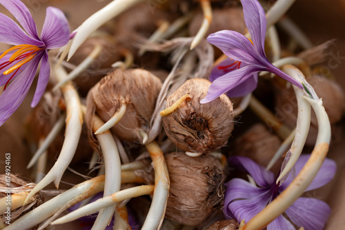 Flowering saffron Crocus Sativus bulbs with deep red stigmas