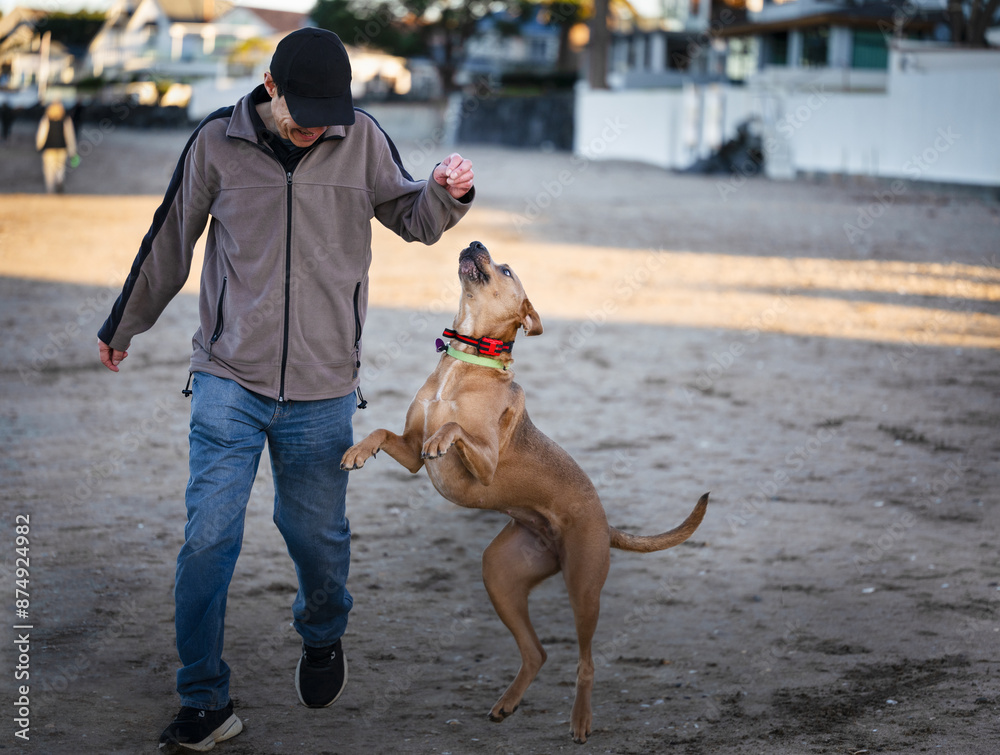 Dog jumping up for treats from its owner at the beach. Auckland.