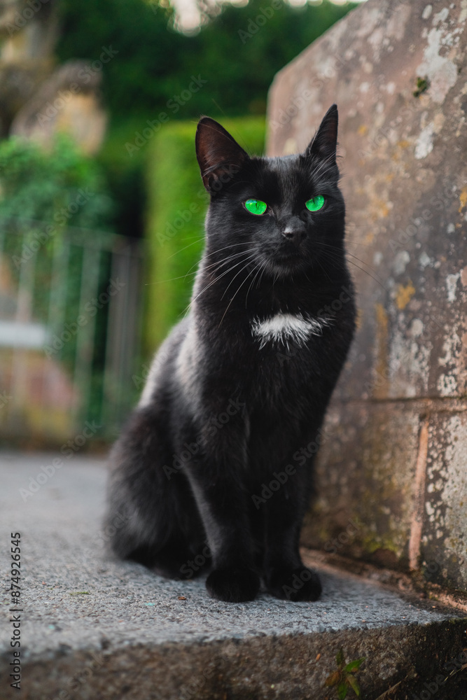 Black Cat with Green Eyes and White Spot on the Chest Sitting on the Stone Floor Looking Serious Black Cat with Green Eyes and White Spot on the Chest Sitting on the Stone Floor Looking Serious