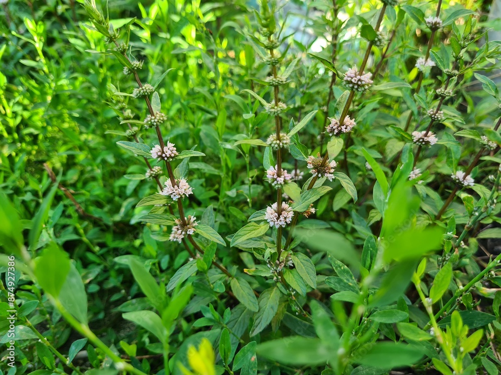 Fresh Mint Blossoms: A Fragrant Glimpse of Nature's Herbal Beauty
Fresh Mint Blossoms: A Fragrant Glimpse of Nature's Herbal Beauty