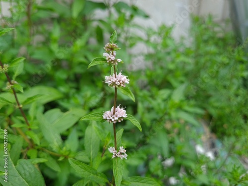 Fresh Mint Blossoms: A Fragrant Glimpse of Nature's Herbal Beauty
 photo