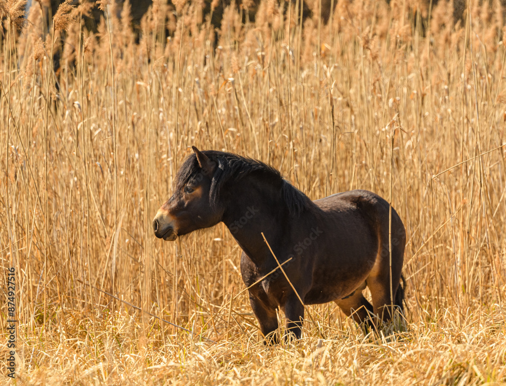 Fototapeta premium wild exmoor pony standing in dry reeds