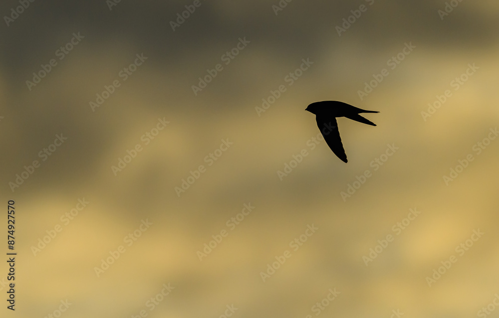 house martin (Delichon urbicum) in flight silhouette house martin (Delichon urbicum) in flight silhouette