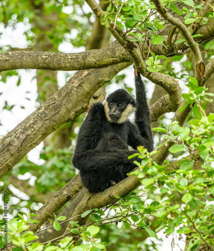 northern white-cheeked gibbon (Nomascus leucogenys) male on a tree northern white-cheeked gibbon (Nomascus leucogenys) male on a tree
