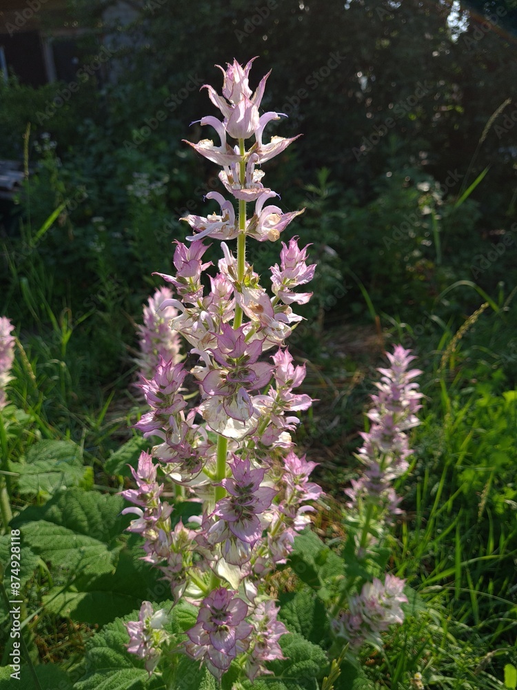 Obraz premium Clary Sage in Full Bloom