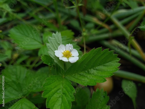 Blooming Beauty: Strawberry Flowers in the Garden
